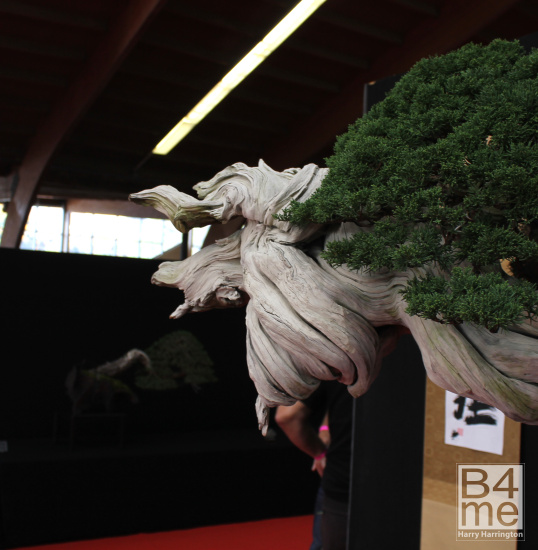 juniper tanuki bonsai